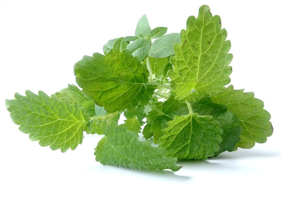 Foods That Boost The Immune System - Tulsi